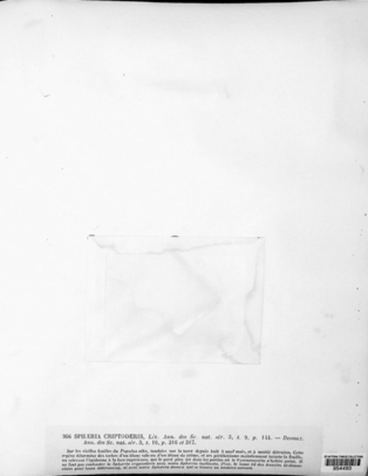Pleuroceras image